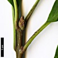 SpeciesSub: 'Audrey' (S.reflexa × S.villosa)